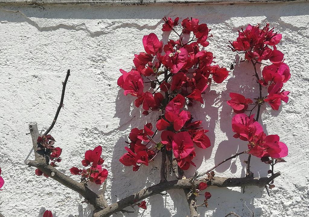 Ostuni Villa | Masseria Semerano appartamento 2