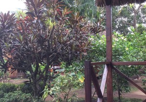 Bungalow in the Garden of Eden