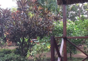 Bungalow in the Garden of Eden