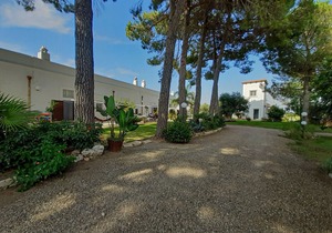 Masseria La Stornara. Mimosa