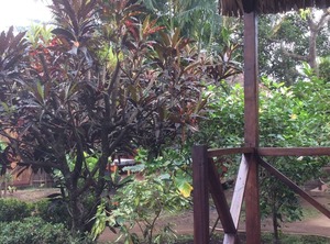 Bungalow The Garden Of Eden | Hell-Ville