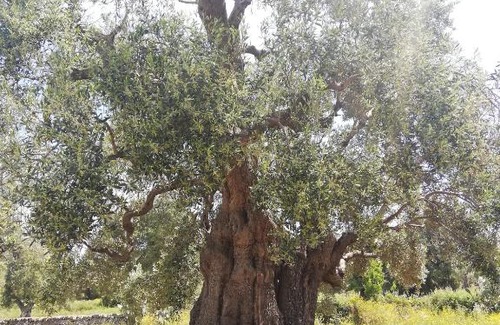 Ostuni Villa | Masseria Semerano appartamento 2