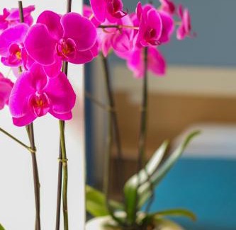 Castellaneta Marina Hotel | Ticho's Greenblu Hotel