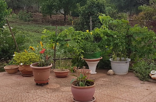 Ceglie Messapica House | Country house "Casa Mia" in the evergreen olive grove