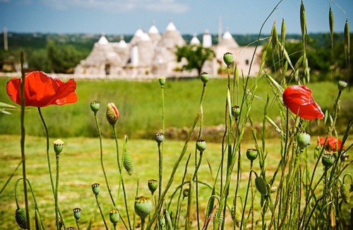 Martina Franca House | Il Ciliegeto: 1800s trullo house with views of pool, vineyard and Itria Valley