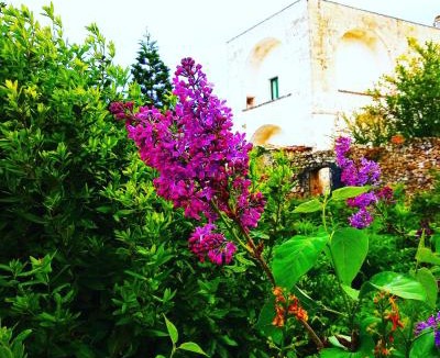 Alessano Bed & Breakfast | Masseria delle Rose 1760