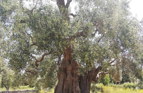 Ostuni Villa | Masseria Semerano appartamento 2