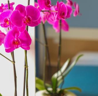 Castellaneta Marina Hotel | Ticho's Greenblu Hotel