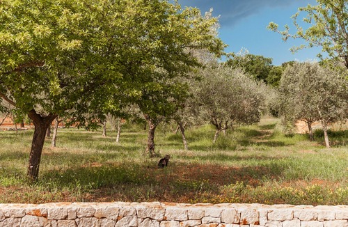 Specchiaruzzo Villa | Trulli Anna Luxury villa with swimming pool