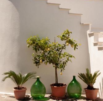 Castellana Grotte Apartment | Villa Tra i Pini - Green & Relax