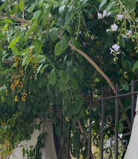 San Cassiano Apartment | Vintage Home - monolocale in Salento