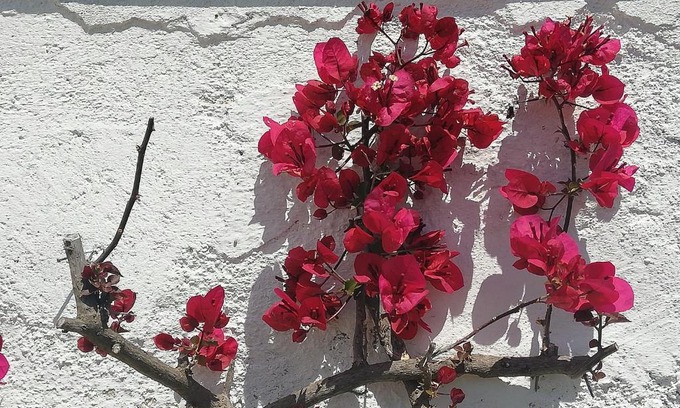 Ostuni Villa | Masseria Semerano appartamento 2