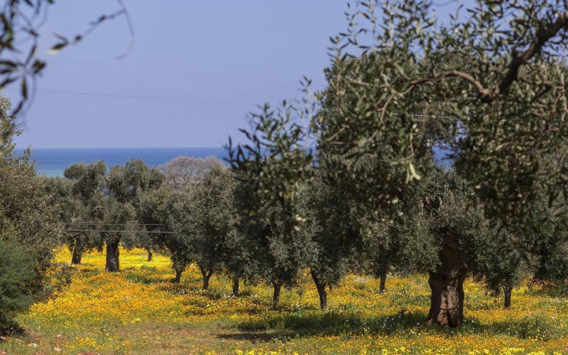 Photo of Others in Carovigno