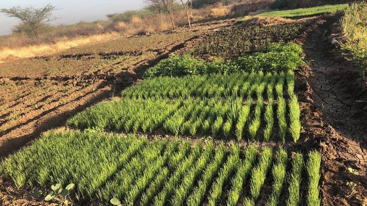 Photo of Outdoor in Afar Region