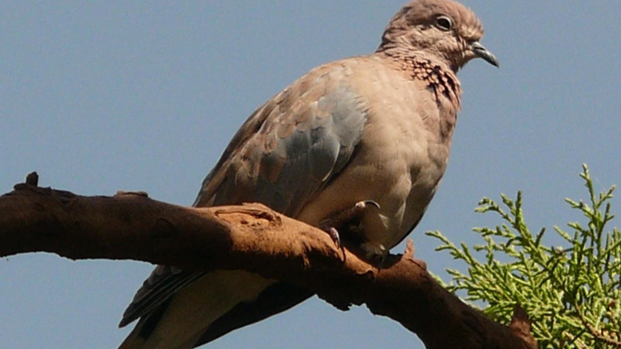 Photo of Others in Bahir Dar