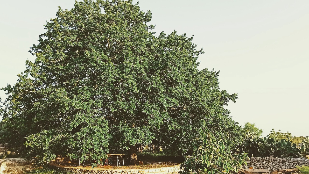 Photo of Outdoor in Ceglie Messapica