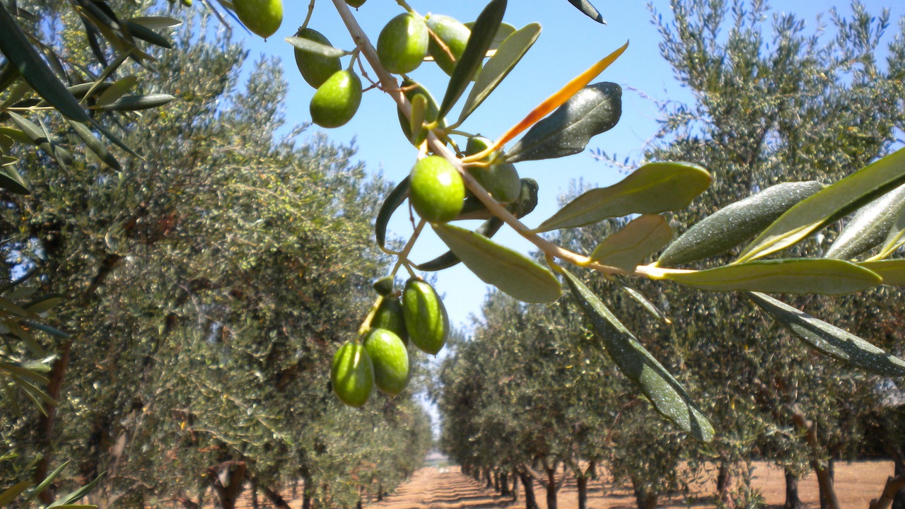 Photo of Outdoor in San Giorgio Ionico