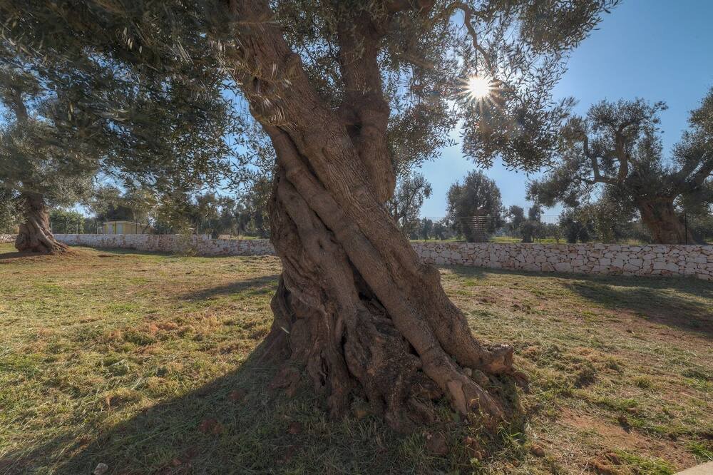 Photo of Outdoor in Serranova