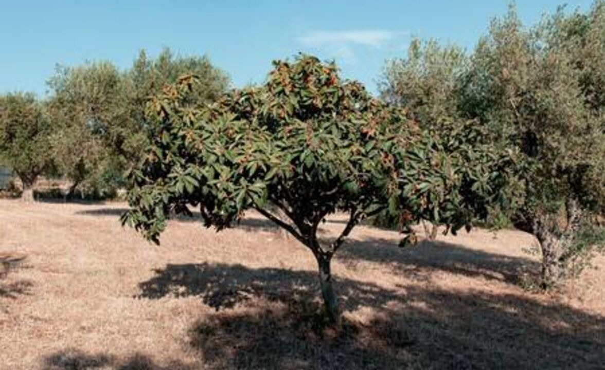 Photo of Others in Ceglie Messapica