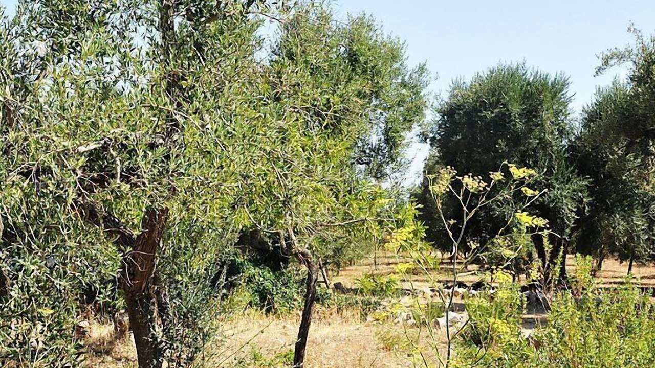 Photo of Outdoor in Ceglie Messapica