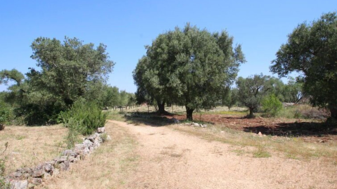 Photo of Outdoor in Ceglie Messapica