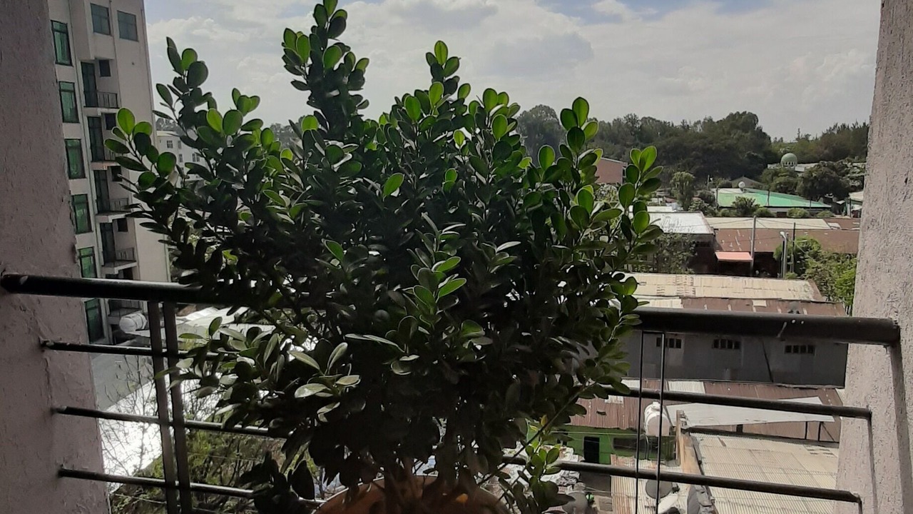 Photo of Patio Balcony in Bahir Dar