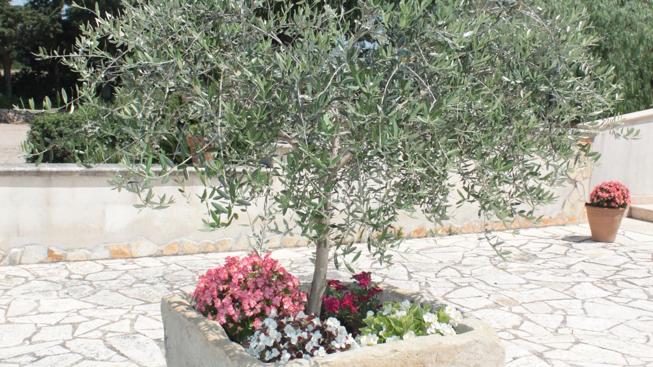 Photo of Outdoor in Otranto