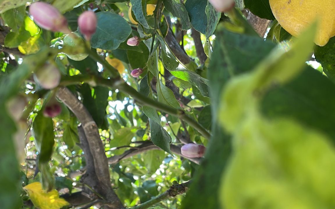 Photo of Outdoor in Peschici