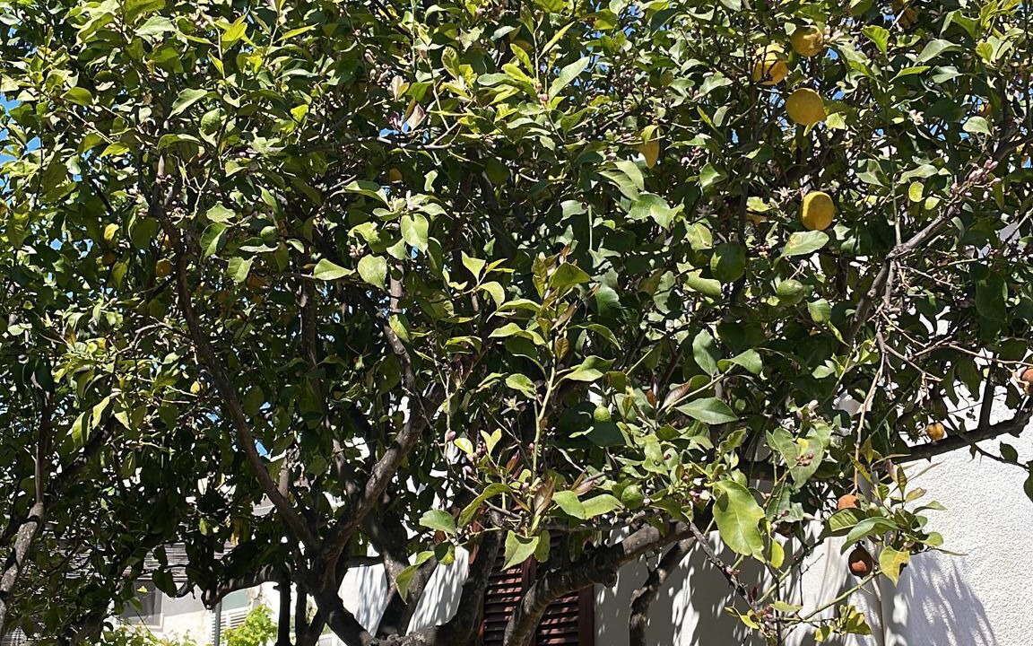 Photo of Outdoor in Peschici