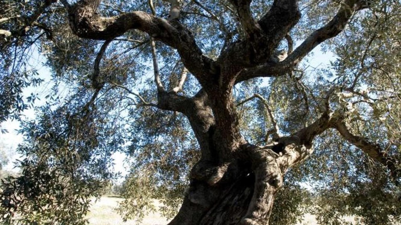 Photo of Outdoor in Carpignano Salentino