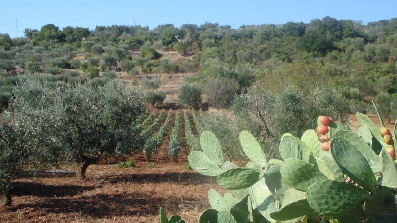 Photo of Others in Casalini