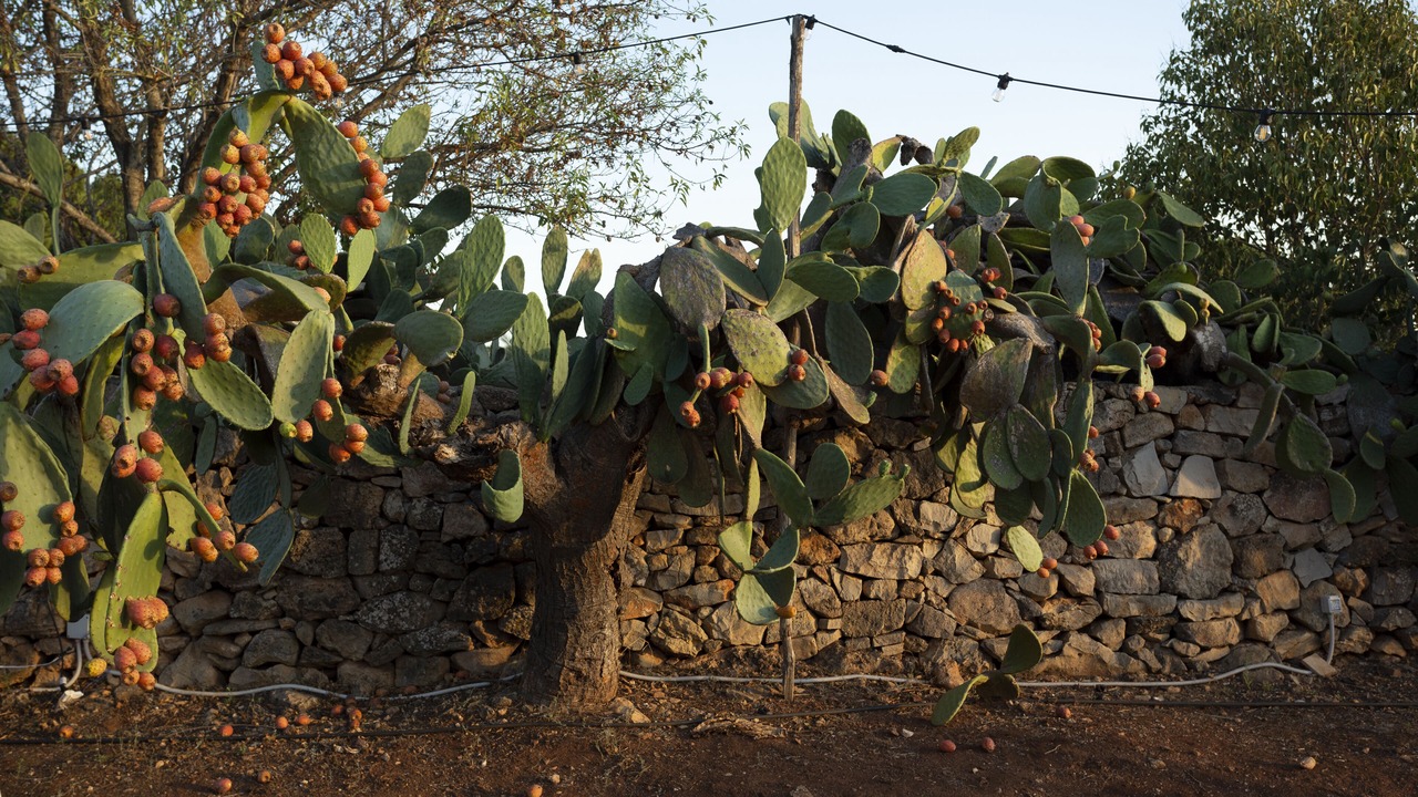 Photo of Outdoor in Pittuini