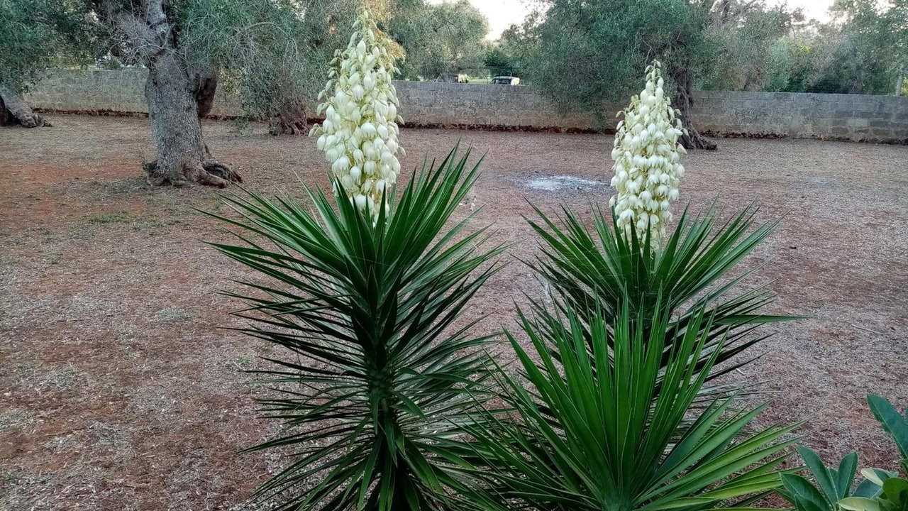 Photo of Outdoor in Lucugnano