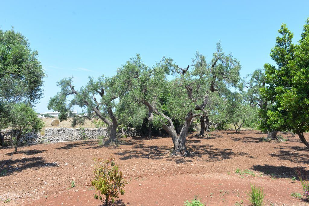 Photo of Outdoor in Torre Canne