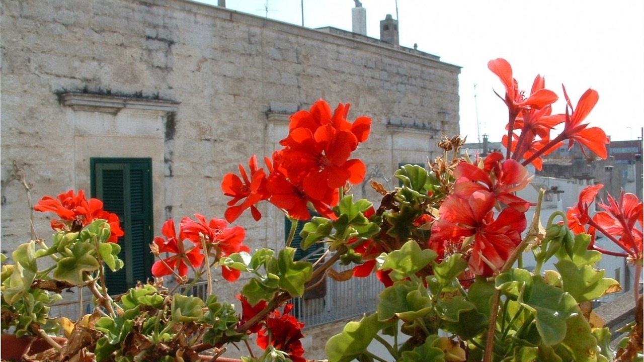 Photo of Others in Ceglie Messapica