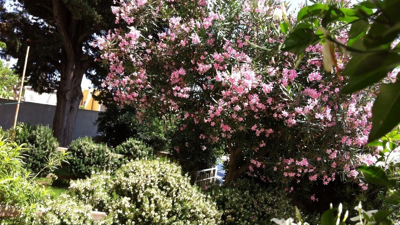 Photo of Outdoor in Torre Pali