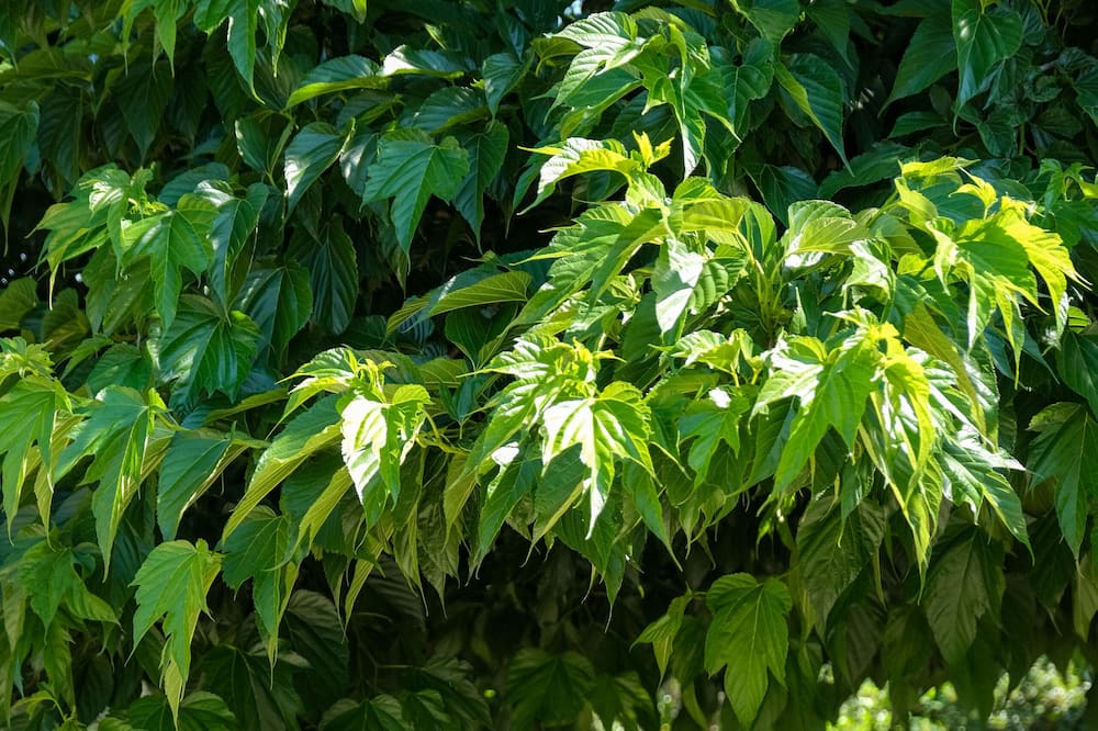 Photo of Outdoor in Coreggia