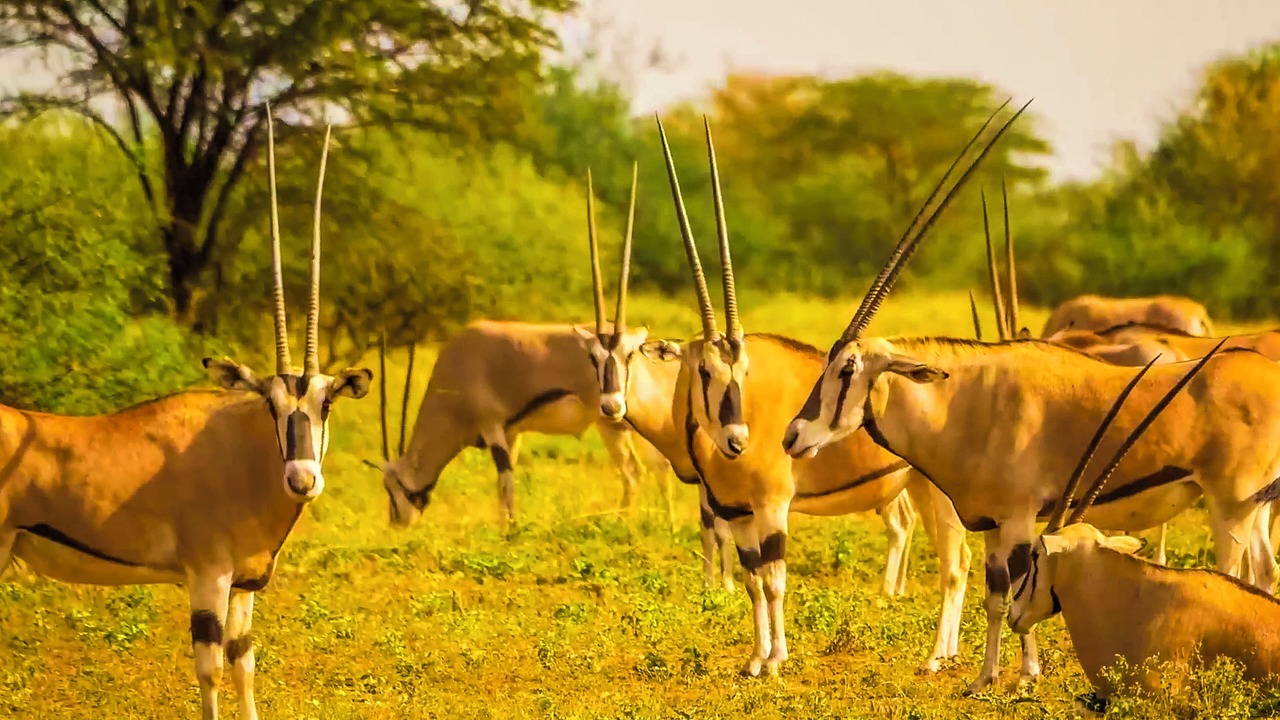 Photo of Outdoor in East Shewa