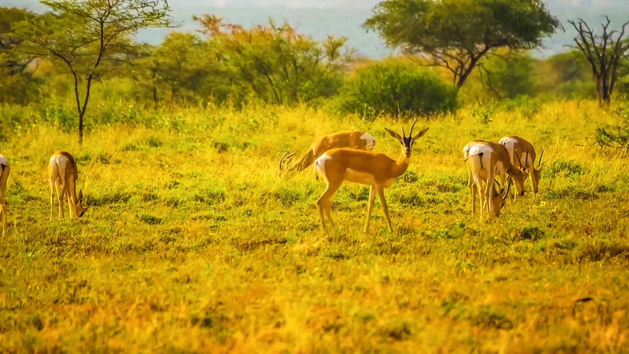 Photo of Outdoor in East Shewa