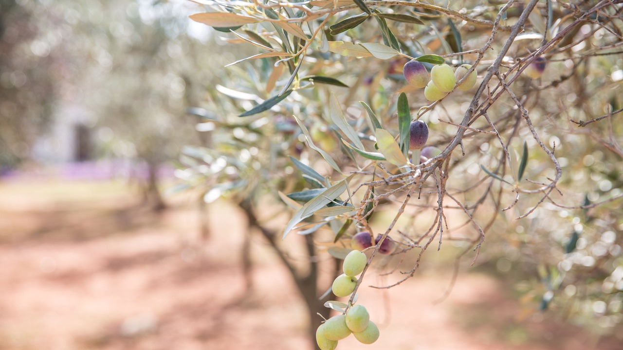Photo of Outdoor in Ruffano