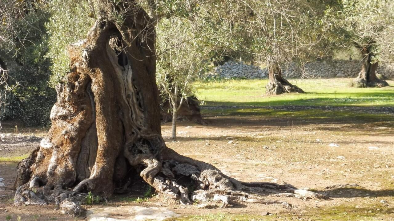 Photo of Outdoor in Lizzano
