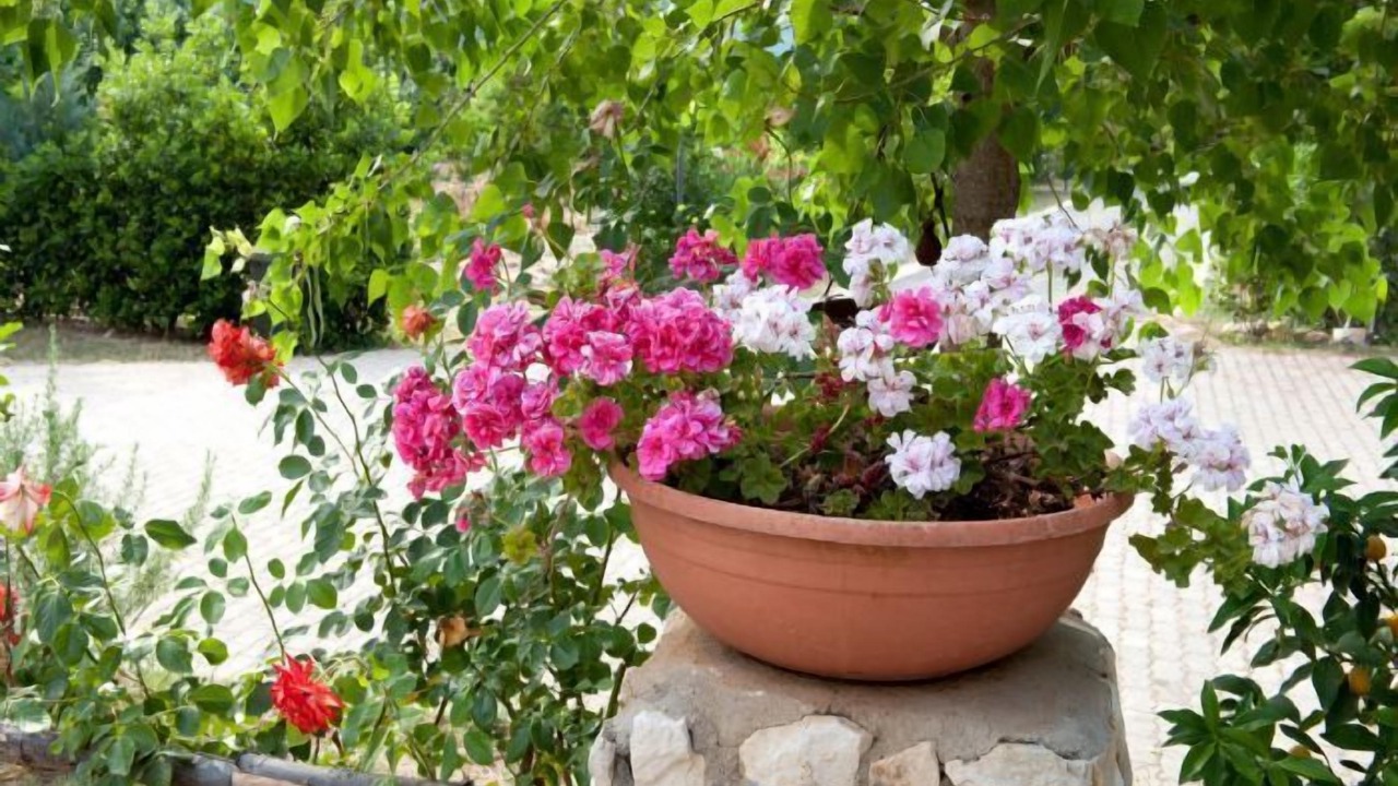 Photo of Outdoor in Peschici