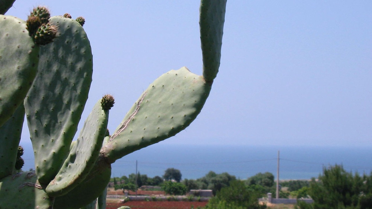 Photo of Others in Torre Pali