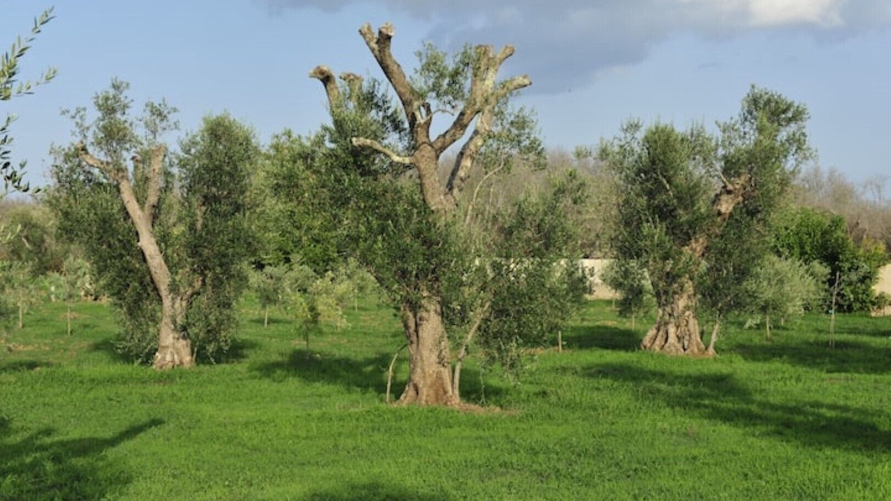 Photo of Others in Specchia