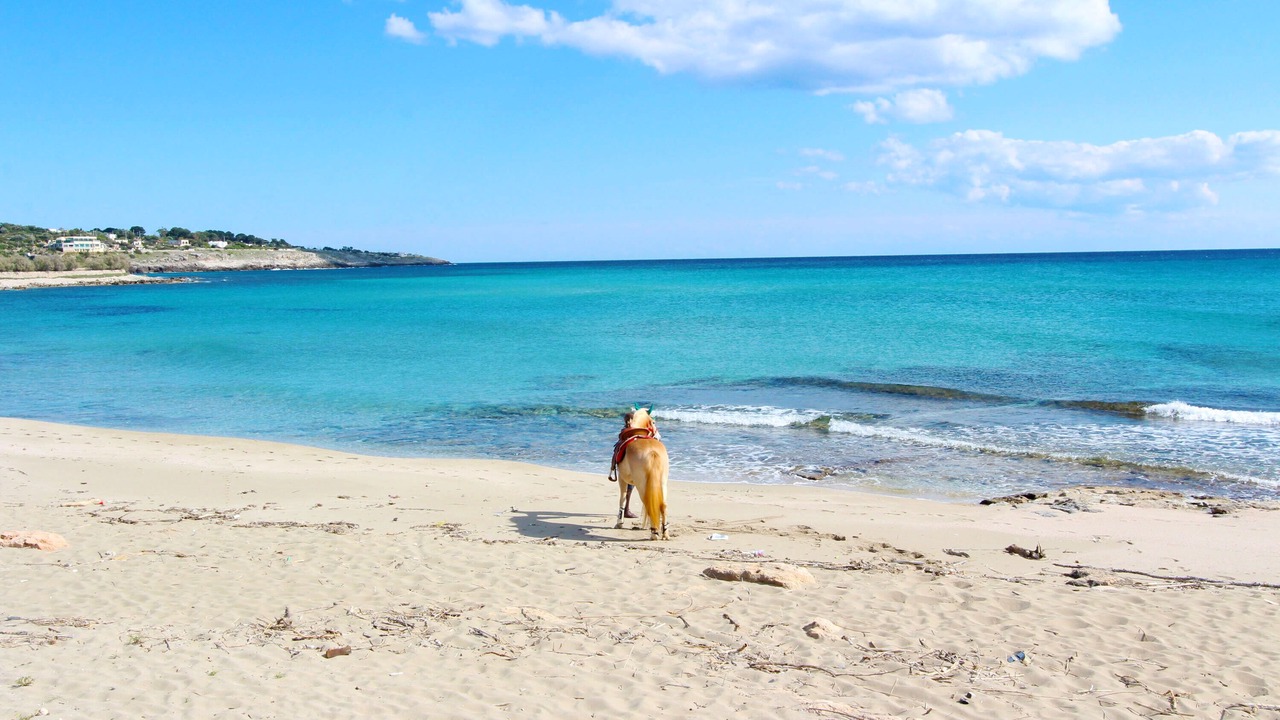 Photo of Others in Marina di Felloniche