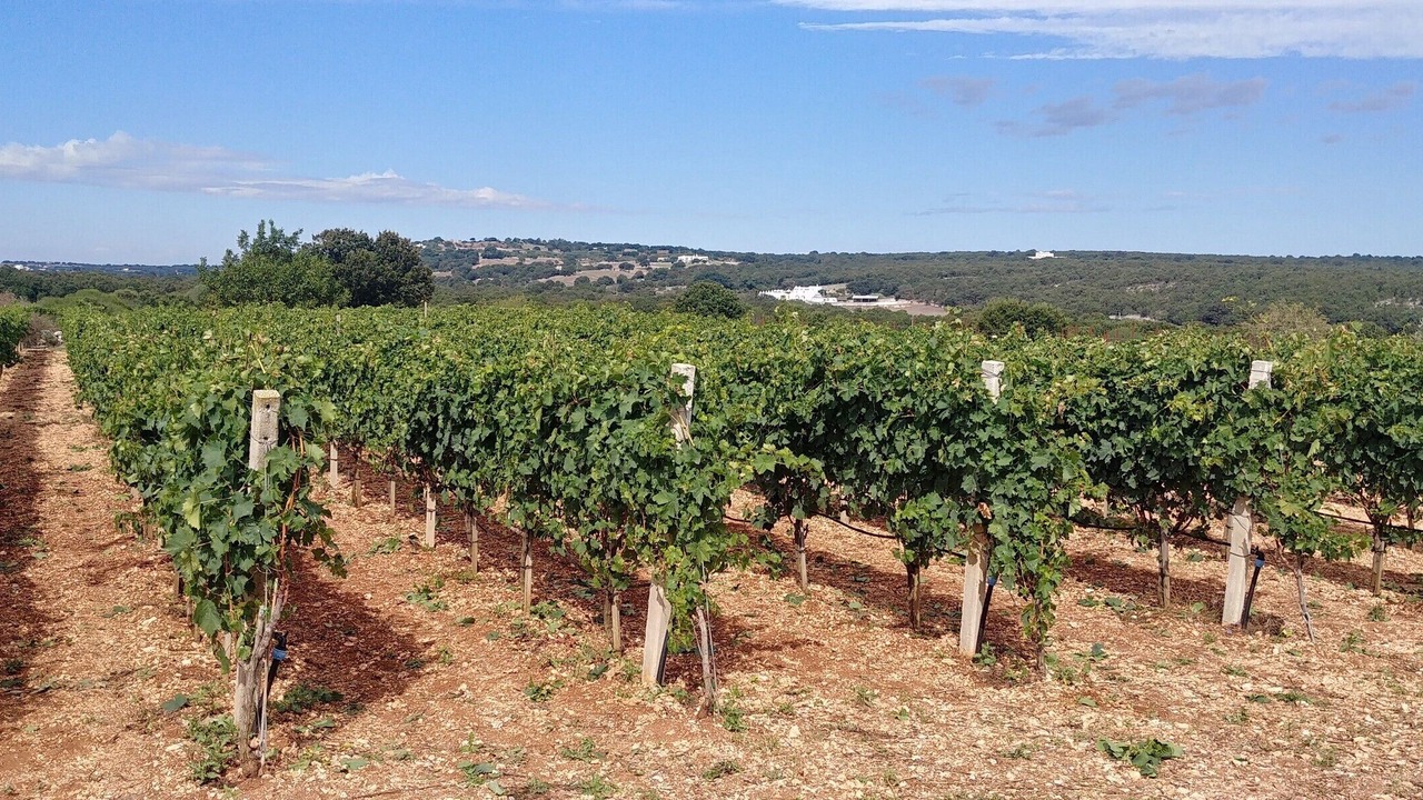 Photo of Outdoor in Martina Franca