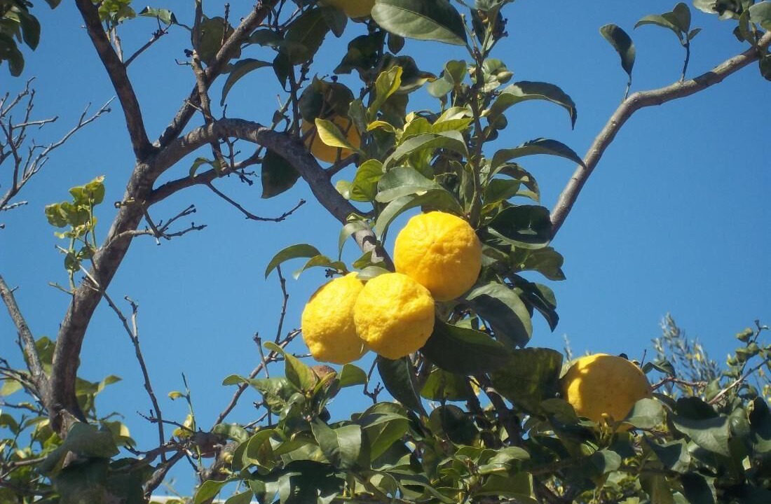 Photo of Outdoor in Mattinata