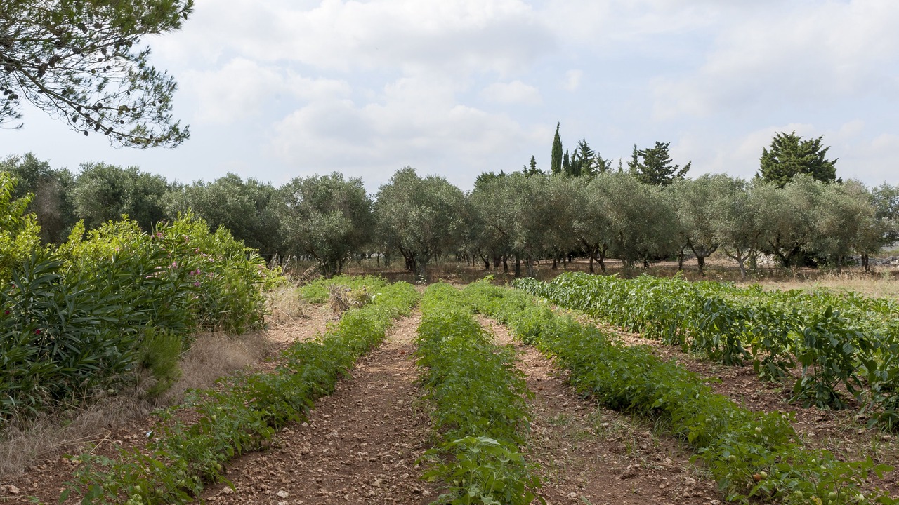 Photo of Outdoor in Ortelle