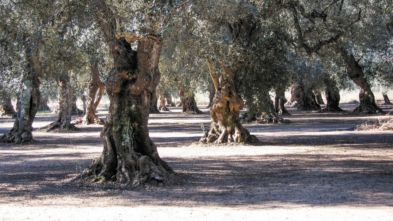 Photo of Others in Surano