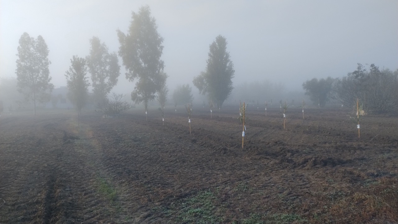 Photo of Others in Cutrofiano